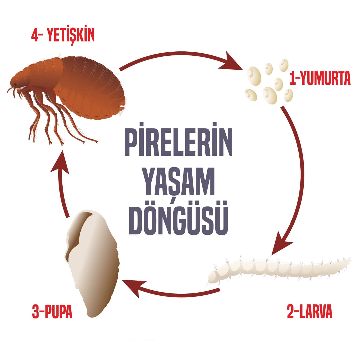 Pire İlaçlama